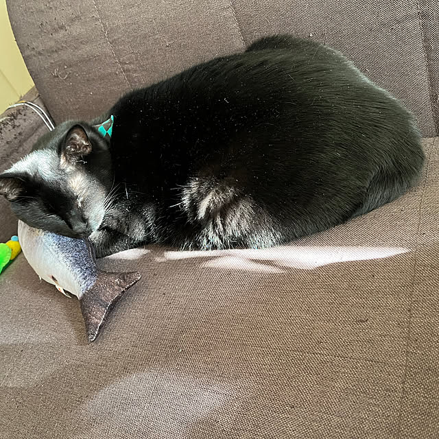 nyaさんの実例写真