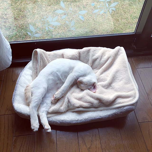 himetanさんの実例写真