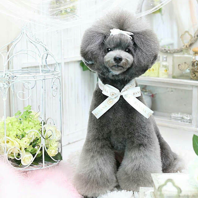 miyaviさんの実例写真
