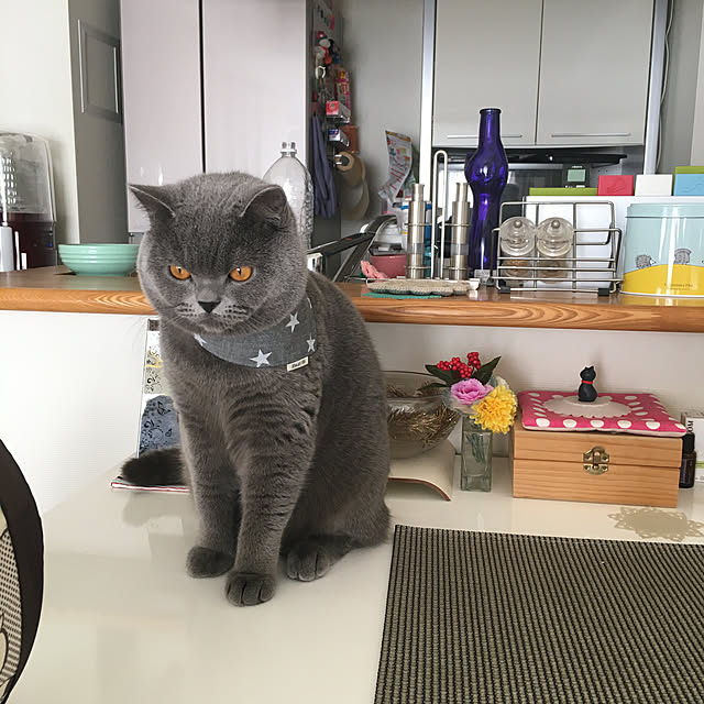 kittyさんの実例写真