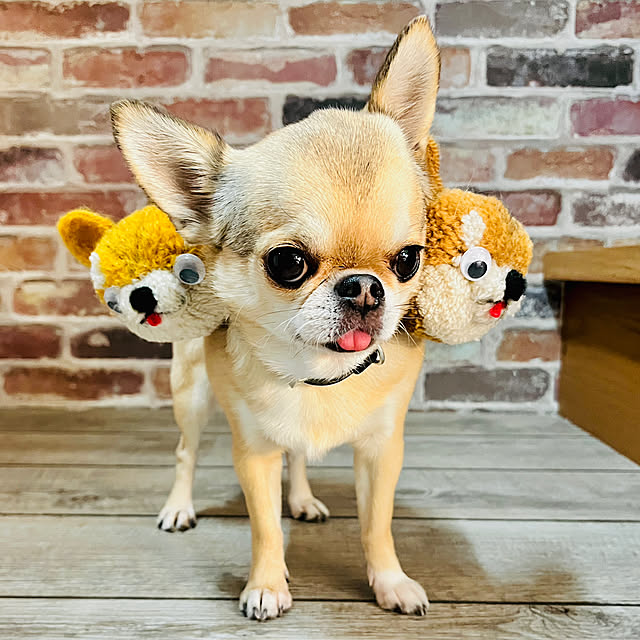 harumaruさんの実例写真