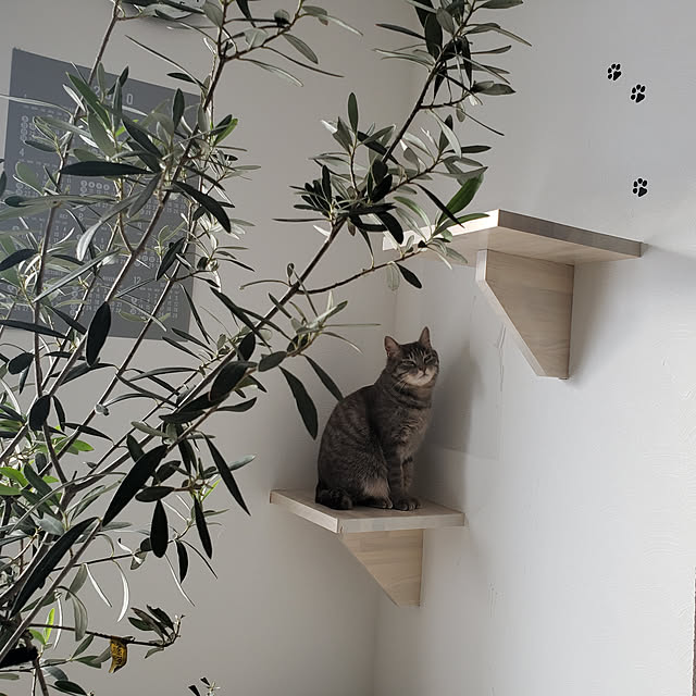 megu.catさんの実例写真