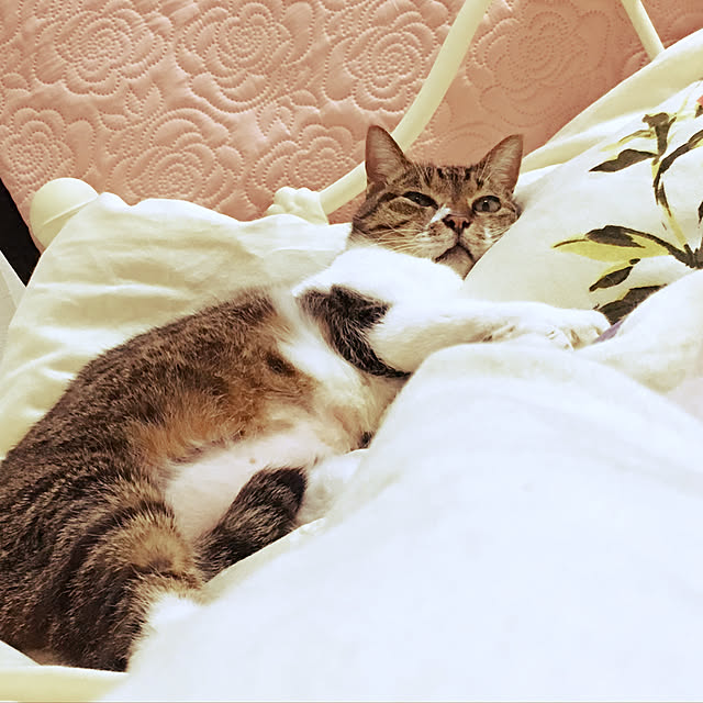 brbrnknkさんの実例写真