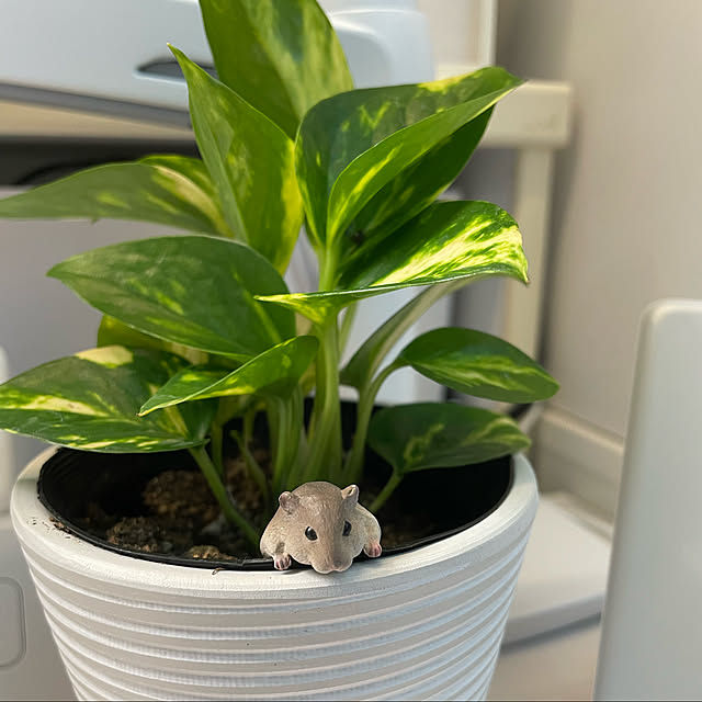 Rainyさんの実例写真
