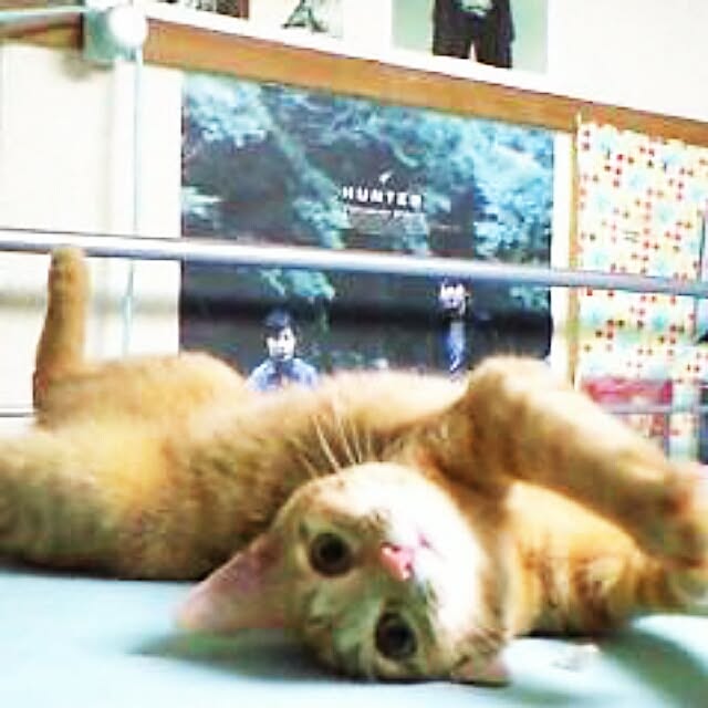 fu-ka24さんの実例写真