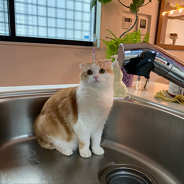 poniさんの実例写真