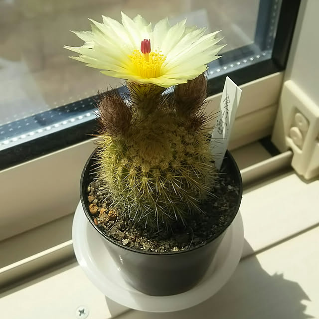 Kokiさんの実例写真