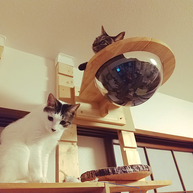 Mikaさんの実例写真