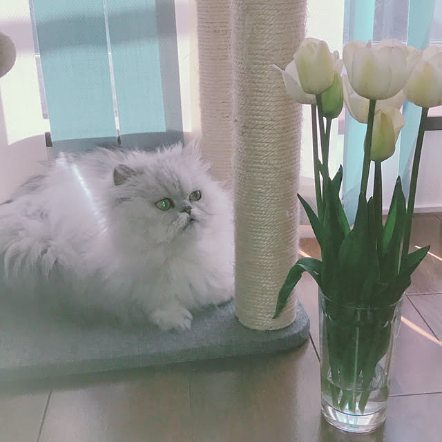 Renさんの実例写真