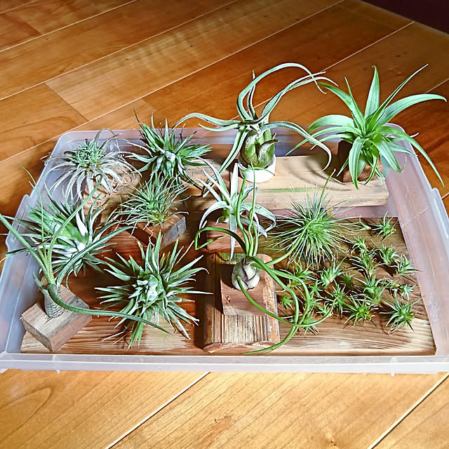 akiradesuさんの実例写真