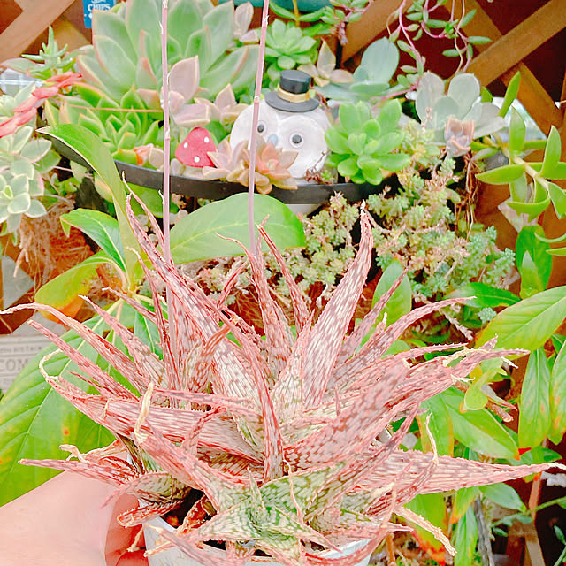 Hanakaさんの部屋