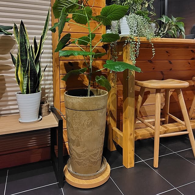 リビング/楽天で買ったもの/観葉植物のインテリア実例 - 2025-09-03 22:12:46