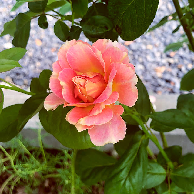 tomoさんの部屋
