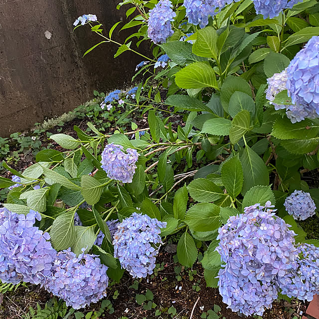 mamiさんの部屋