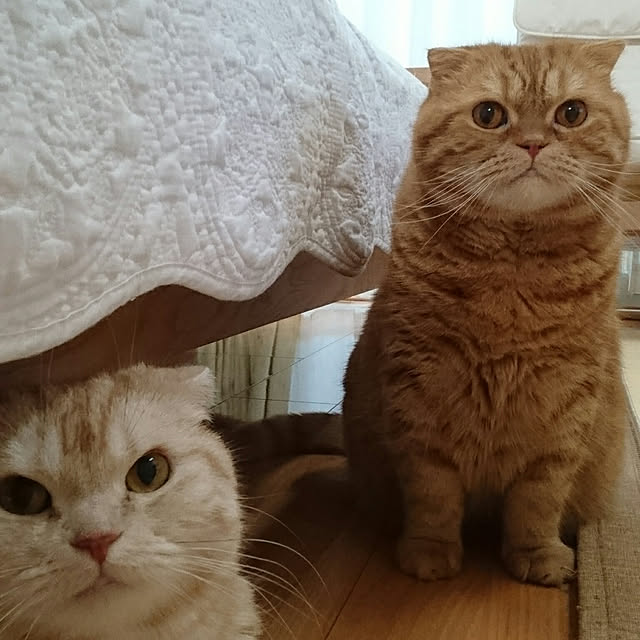 hanahanaさんの実例写真