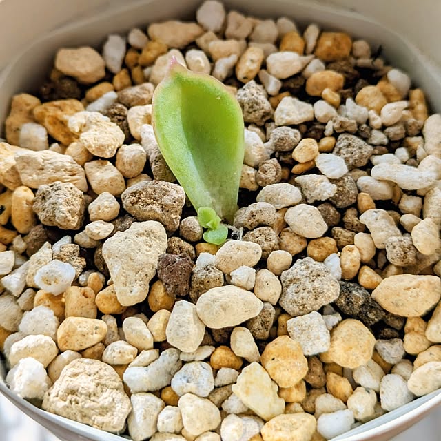 mi-saさんの部屋