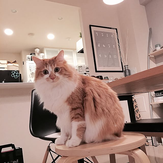 Reikoさんの実例写真