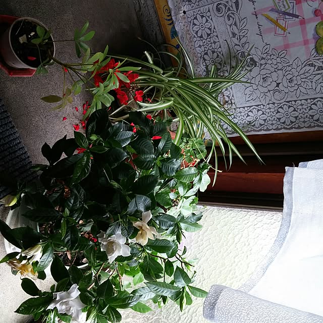 実例写真