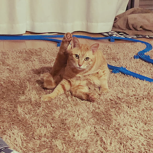 kinokoさんの実例写真