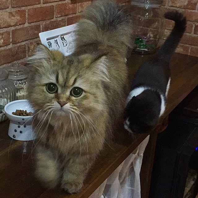 butachanさんの実例写真