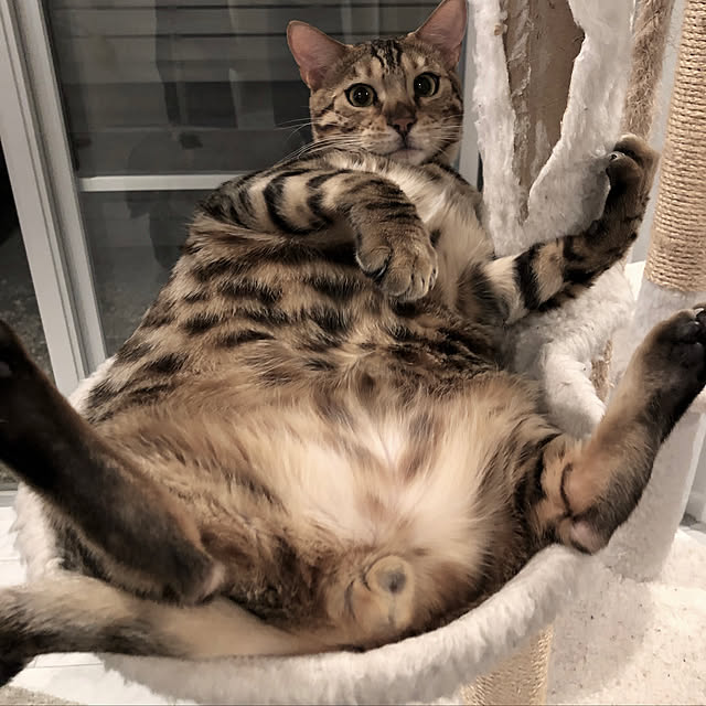 iranさんの実例写真