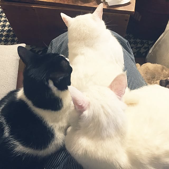 Miechamさんの実例写真