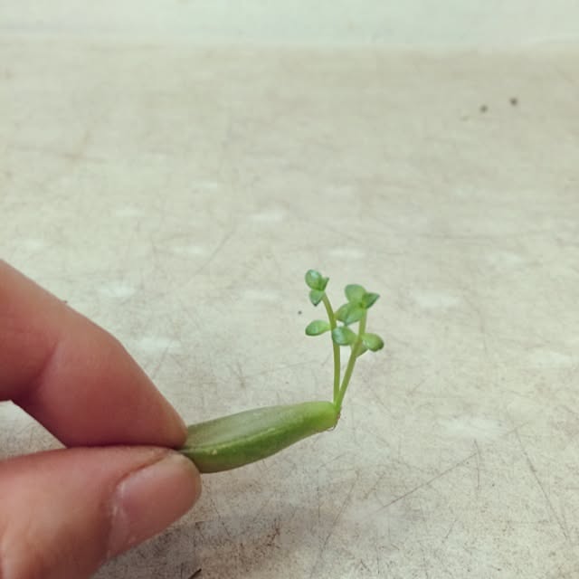 aiさんの実例写真