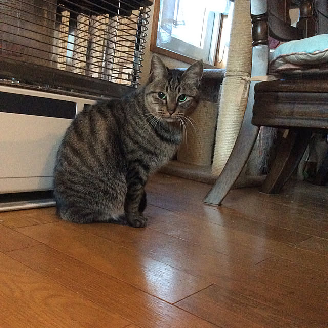 momokiriさんの実例写真