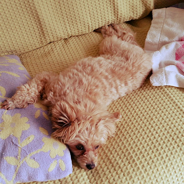kikiさんの実例写真