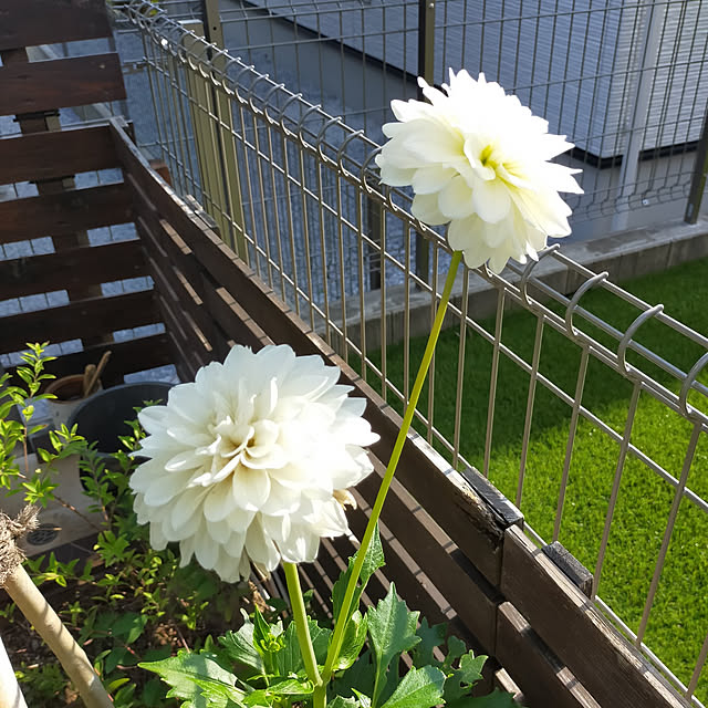 antoazさんの実例写真