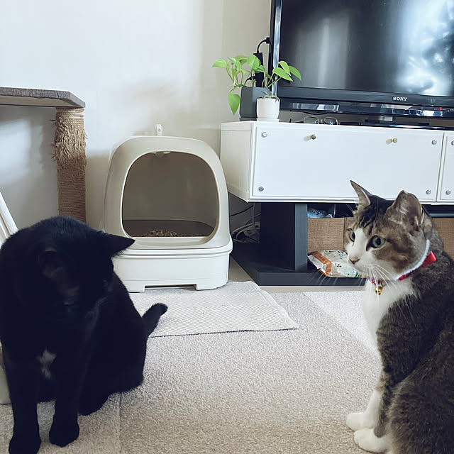 nekomiさんの部屋