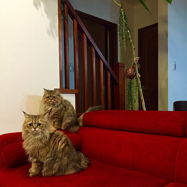 butachanさんの実例写真