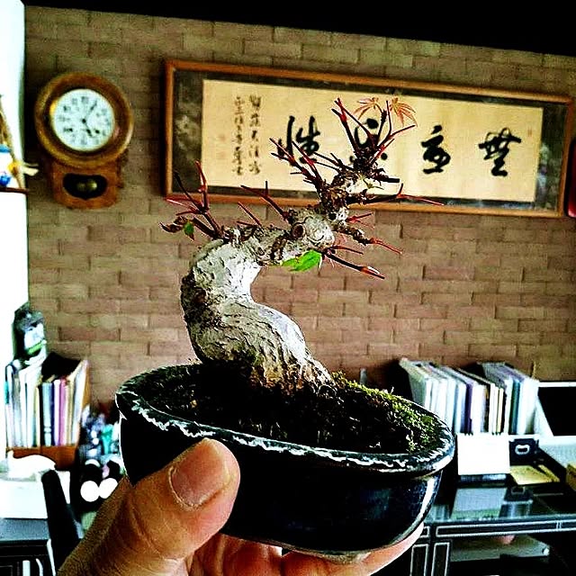 YASUさんの実例写真