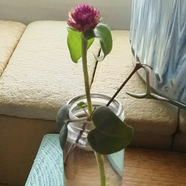 naopyiさんの実例写真