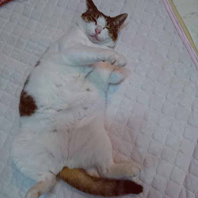 machikomamaさんの実例写真