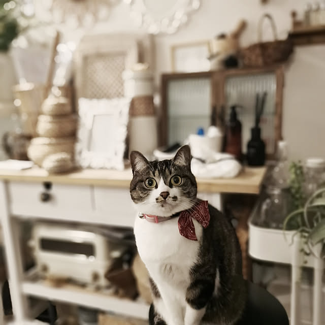 roseroseroseさんの実例写真