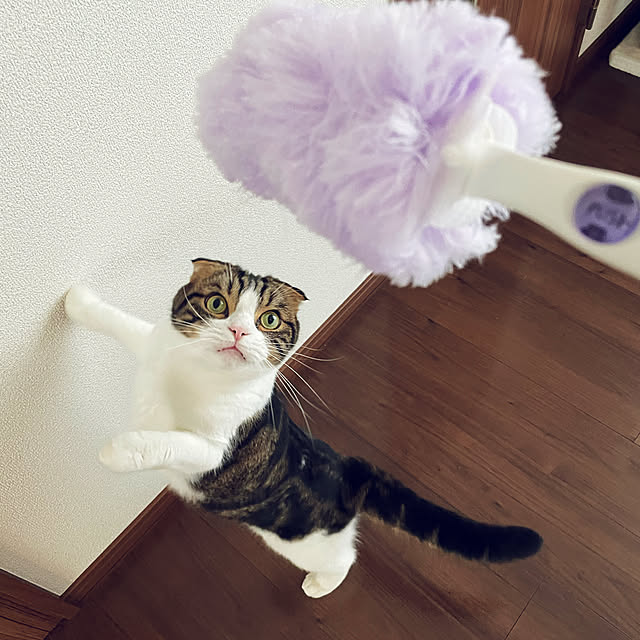 tansukeさんの実例写真
