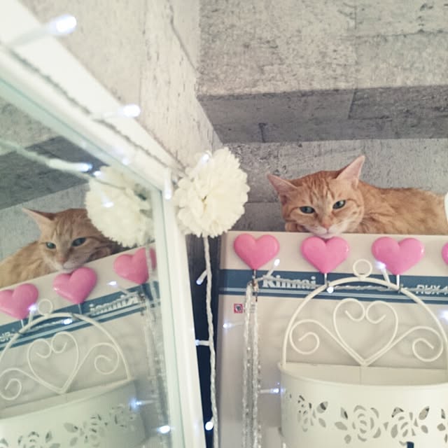 fu-ka24さんの実例写真