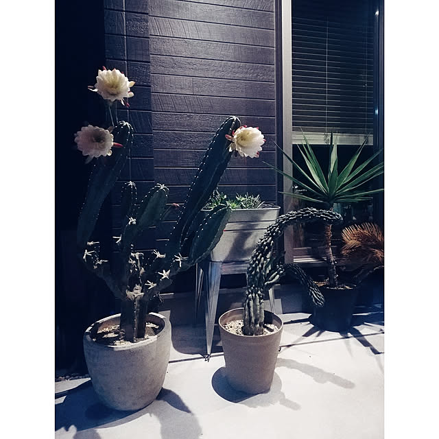 marcy_6.1さんの実例写真