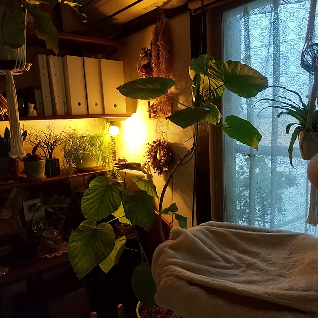 koyutan-mjmさんの部屋
