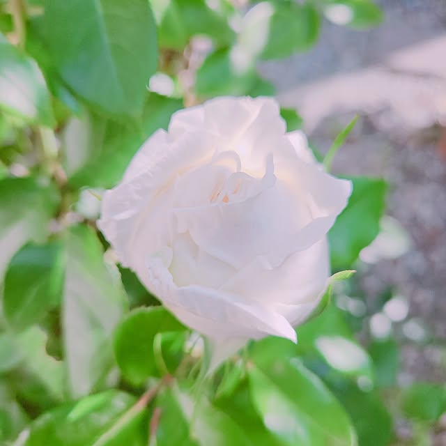 surviveさんの部屋