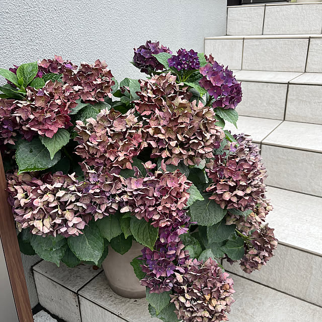 tomokokoさんの実例写真