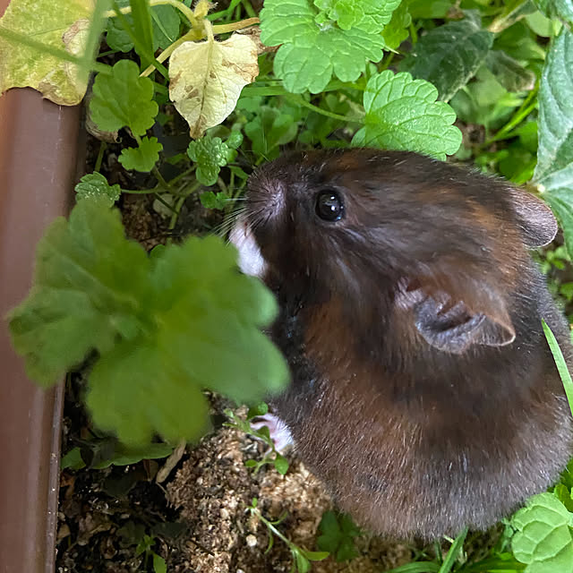 hiroさんの実例写真