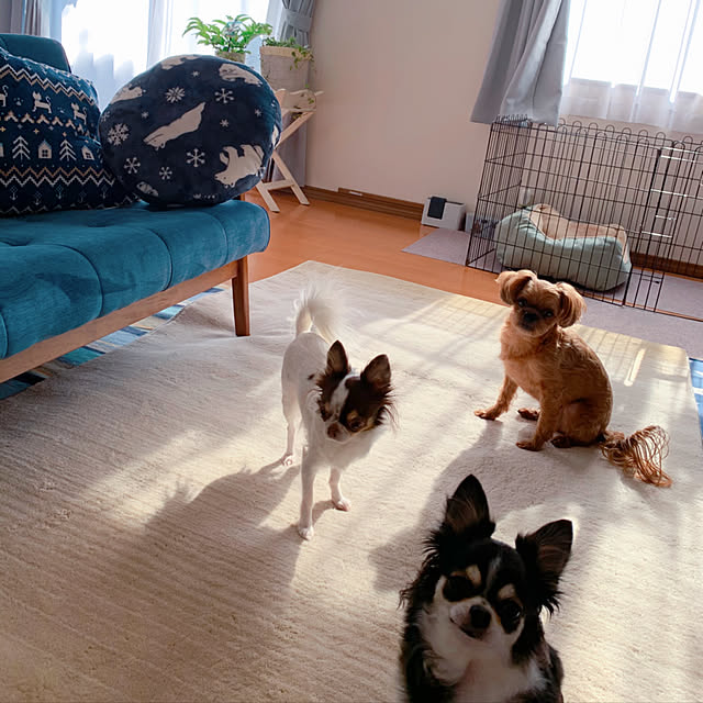 makoさんの実例写真