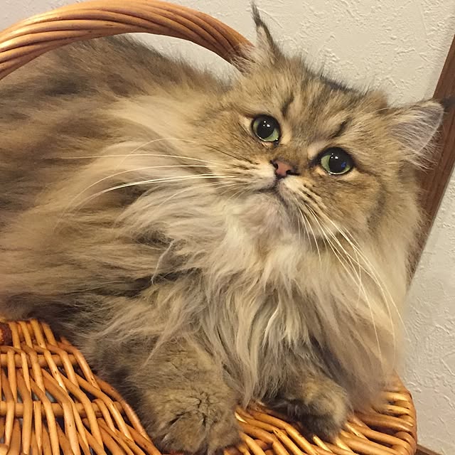 butachanさんの実例写真