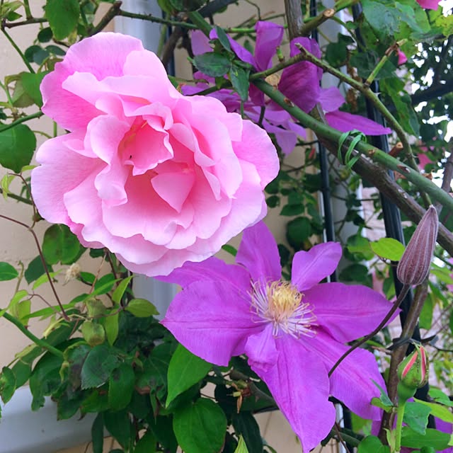 HappyRoseさんの実例写真