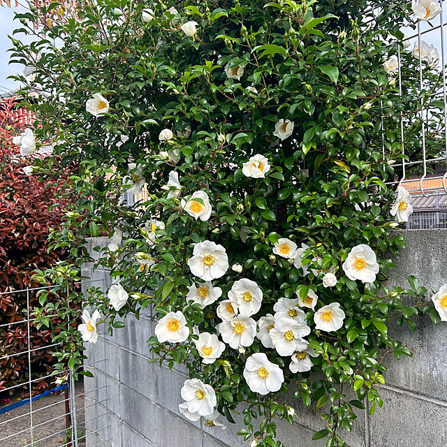 banbinaさんの実例写真