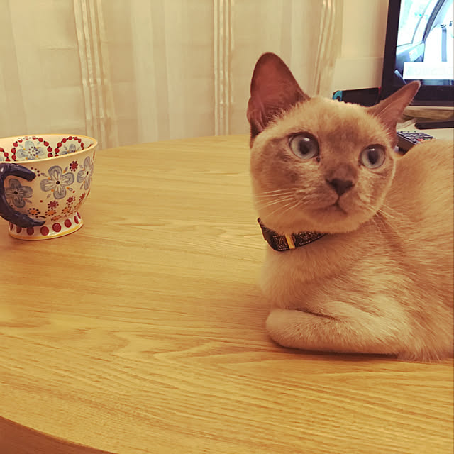 ねこと暮らす。/リビングのインテリア実例 - 2019-03-09 23:06:56