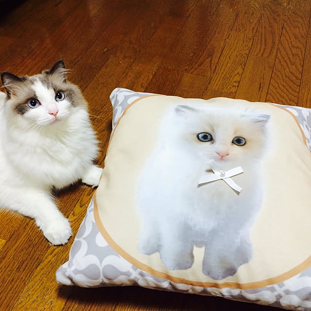 実例写真