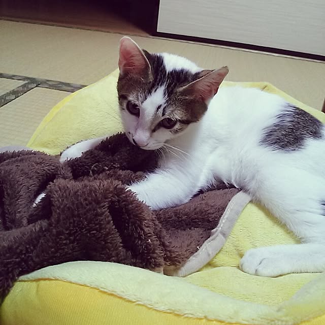kamekoさんの実例写真